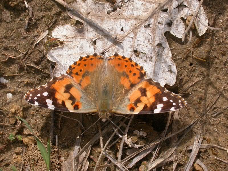 Papillons de notre ami Cumulus 08A3191