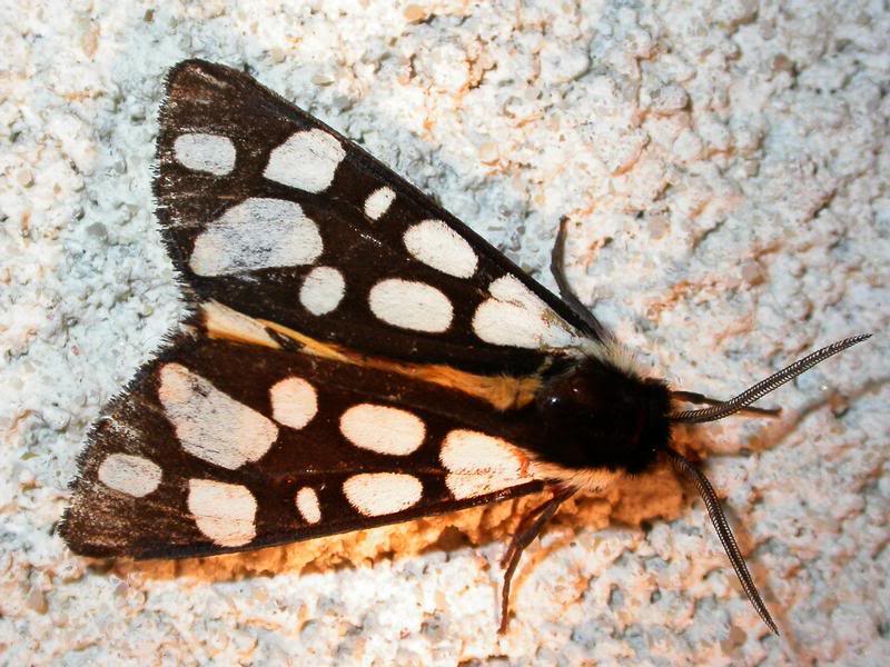 Papillons de notre ami Cumulus 08A3383