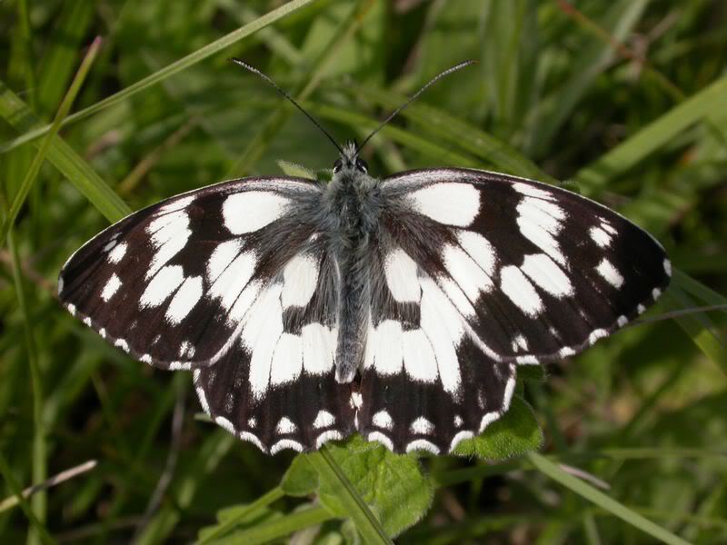 Papillons de notre ami Cumulus 08A3572