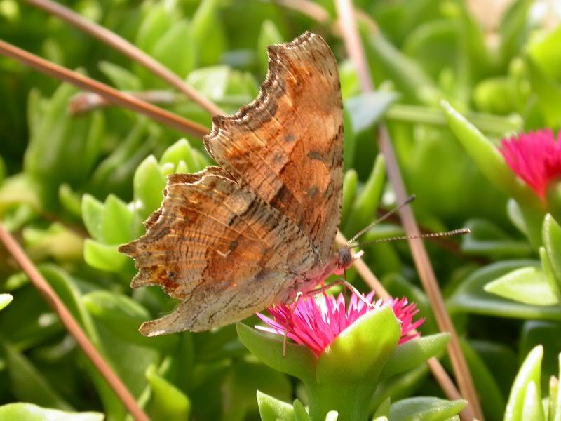 Papillons de notre ami Cumulus 08A4226