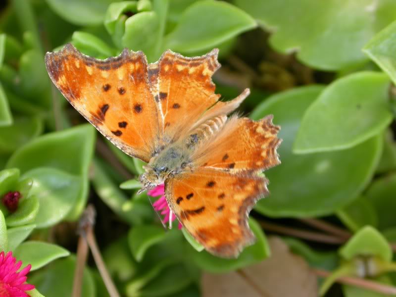 Papillons de notre ami Cumulus 08A4234