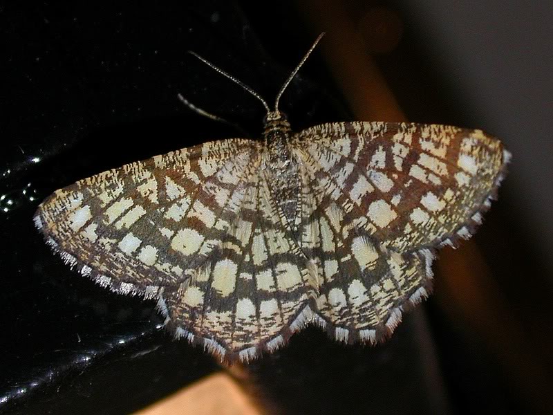 Papillons de notre ami Cumulus 08A4566