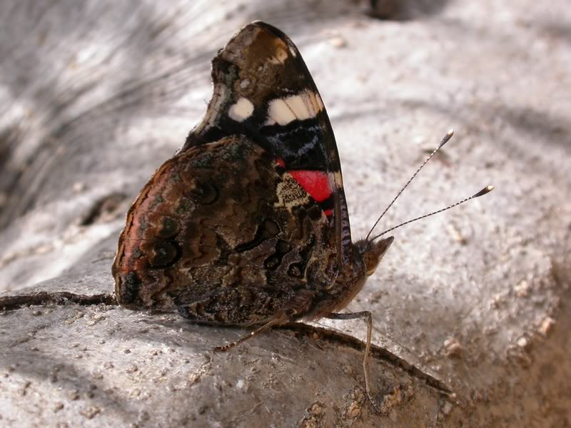 Papillons de notre ami Cumulus 08AZ4087