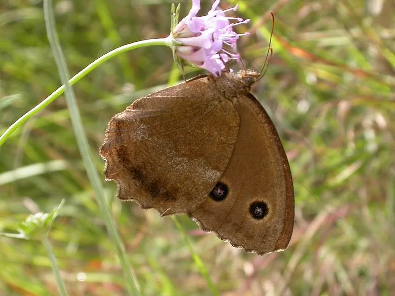 Papillons de notre ami Cumulus 08AZ4501