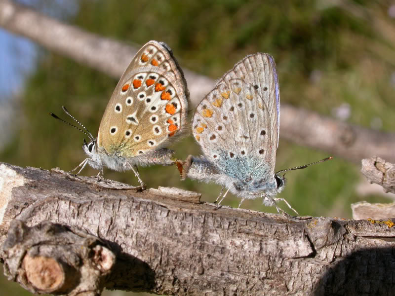 bebettes de fin d'été ( de notre ami Cumulus) Accoupap