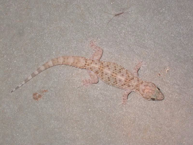 bebettes de fin d'été ( de notre ami Cumulus) Gecko