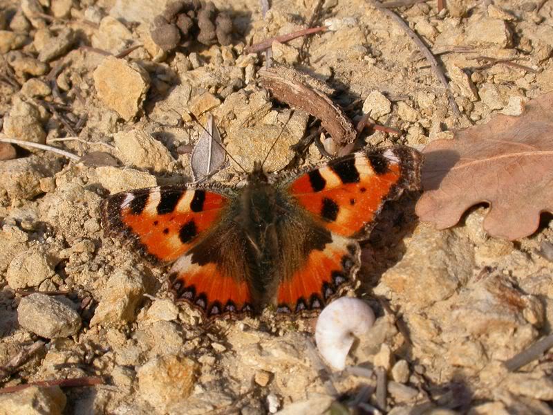 Papillons de notre ami Cumulus Tort