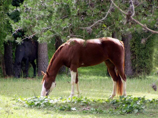 **My Wild Horses** Juditu1