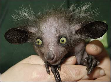 I found BRAM ROFLMAO Aye-aye