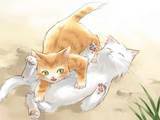 صور انمي قطط كوااآآآوي Cats