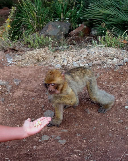 رحلة مجانية إلى جبال كوروكو بالناظور "قمة الروعة Gourougou-monky7