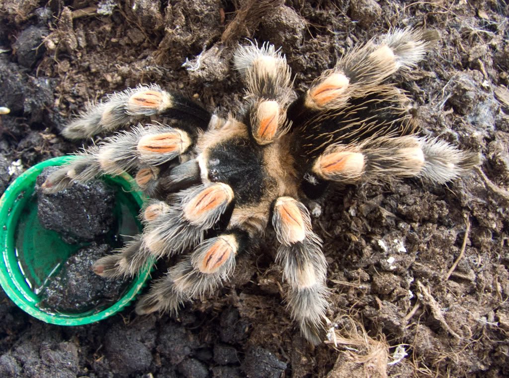 More tarantula's DSCF7105_edited