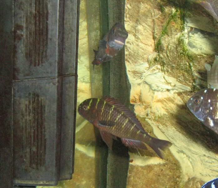 Vendo Tropheus sp.red Lupota IMG_2019