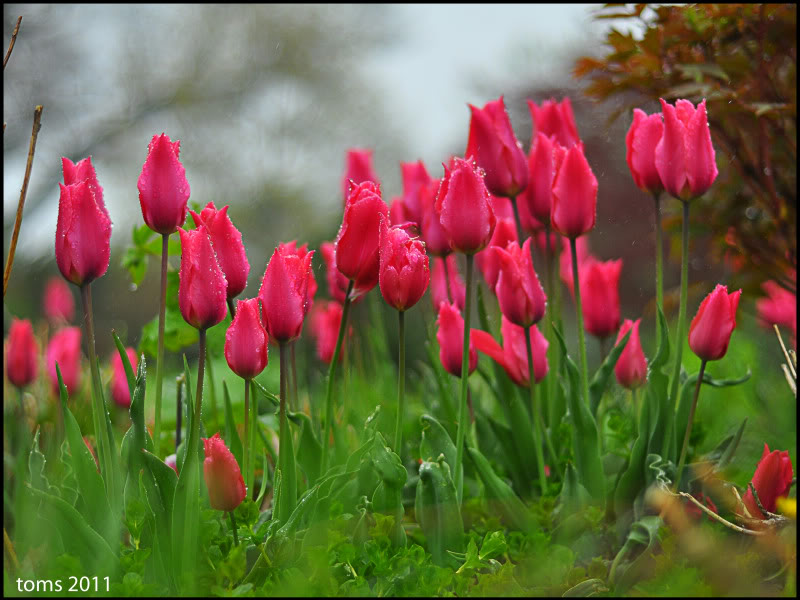 FLOWERS - Page 6 DSC_3560_B