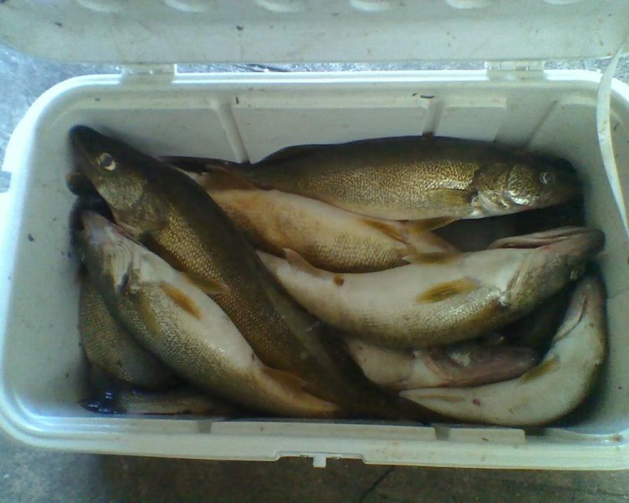 walleye Coolerofeyes