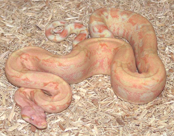 Grandes constritoras:5 Jibóia rei ( Boa constrictor imperator) Pastelalbino