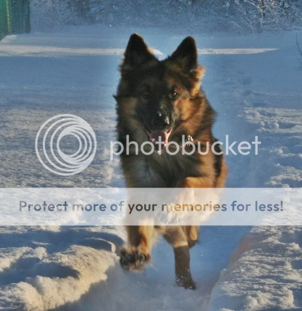 Our snow walk today Msn4