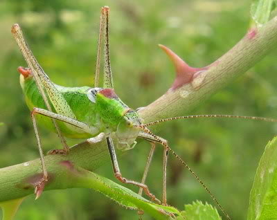 Visocica Staroplaninski