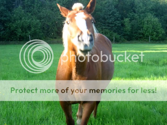 Pasture Pics! 022