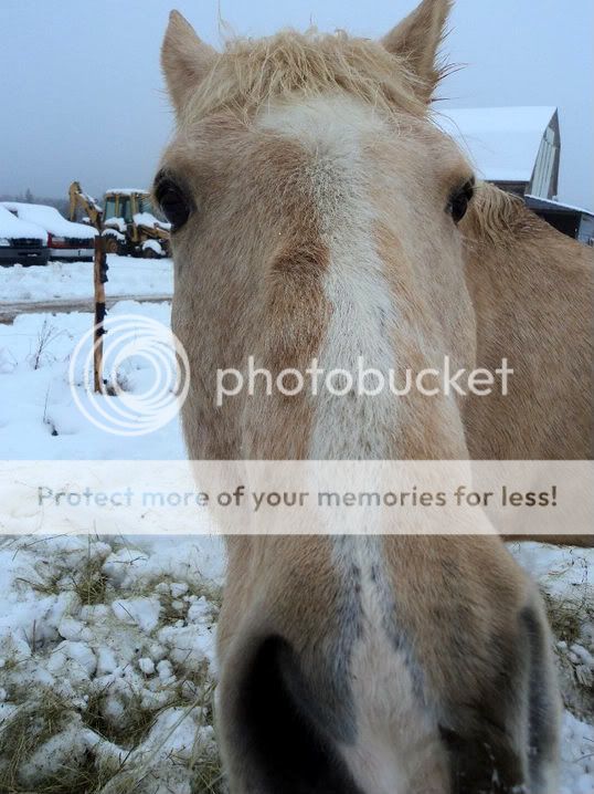 Winter Days! GoofyGunner