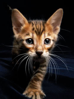 Toyger, un tigre de juguete 070223170010_toyger03_250x333