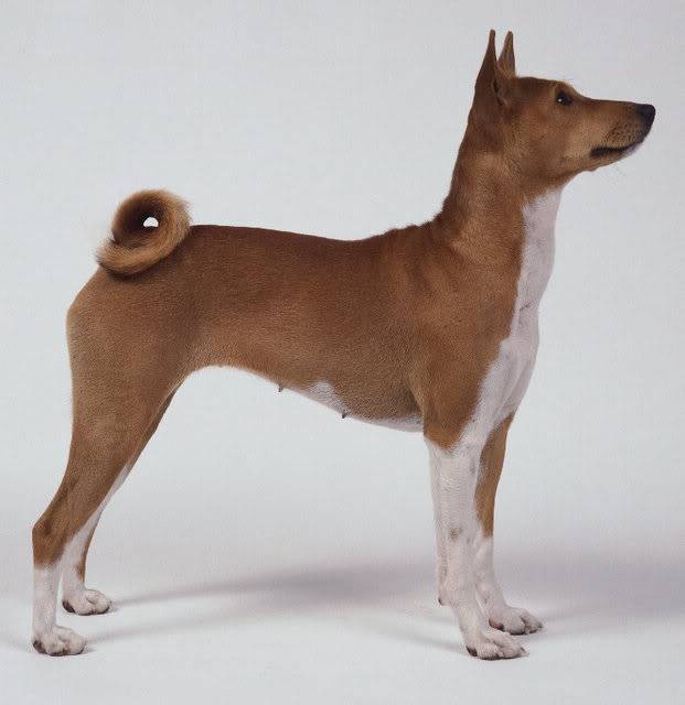 .  Basenji  . 35004509