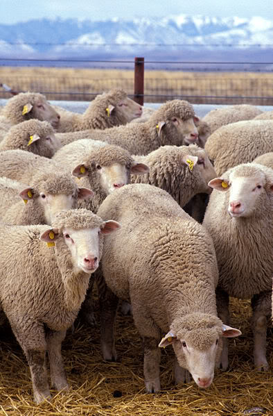 Oveja (Ovis aries) 394px-Flock_of_sheep