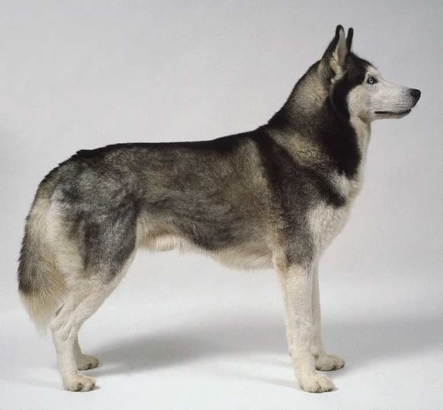 Husky Siberiano 75023027