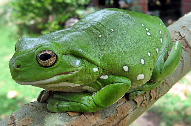 Anfibios (Amphibia) 800px-Caerulea3_crop