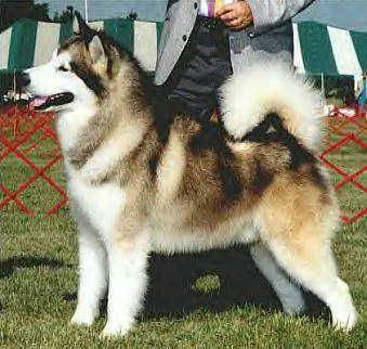 Alaskan Malamute ALASKA3