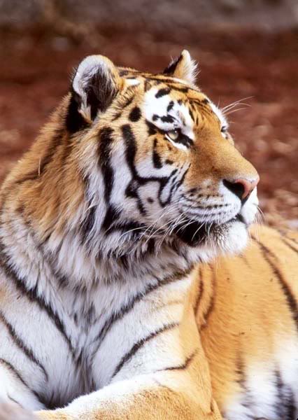 Tigre (Panthera tigris) PantheratigrisSiberianTiger