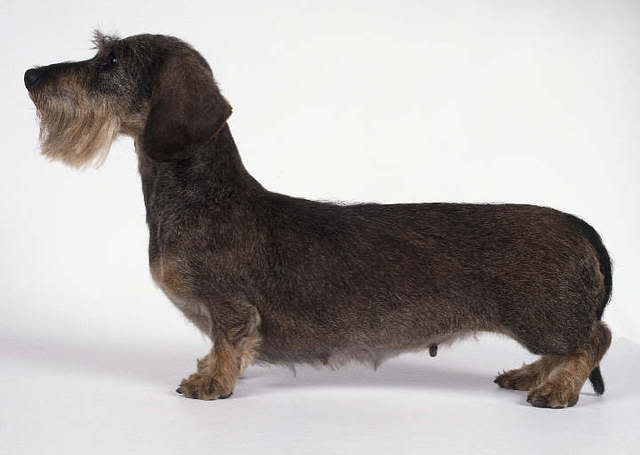 Dachshund (Teckel) Pelodurostandar