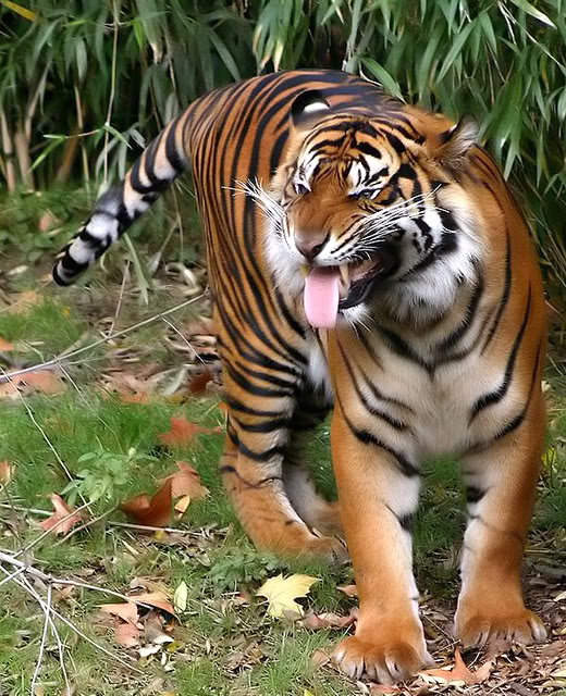 Tigre (Panthera tigris) Sumatratiger-004