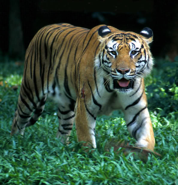 Tigre (Panthera tigris) TigreMalayo