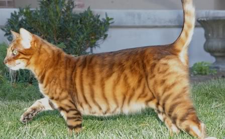 Toyger, un tigre de juguete Ak3