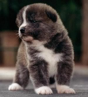 Akita Inu o Gran Perro Japonés Akita_ph