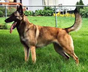 Pastor Belga Belgian-malinois-picture