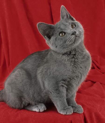 Cartujo (Chartreux) Chaton-chartreux