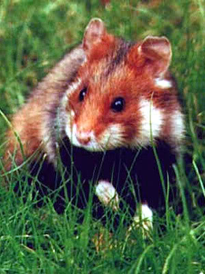 Hámster Común (Cricetus cricetus) Hamster-gras