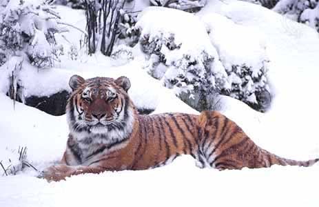Tigre (Panthera tigris) Image-2