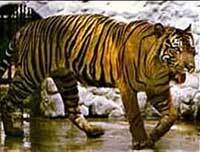 Tigre (Panthera tigris) Javan-tiger-pc