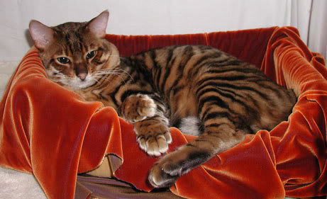 Toyger, un tigre de juguete Sumatra-bed