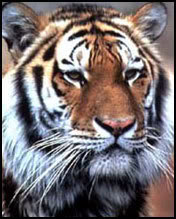 Tigre (Panthera tigris) TigreChino2gif
