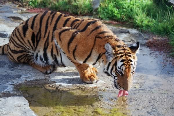 Tigre (Panthera tigris) TigreChino3gif