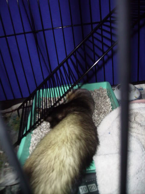 Ferrets like use their litter tray as a bed PICT0174