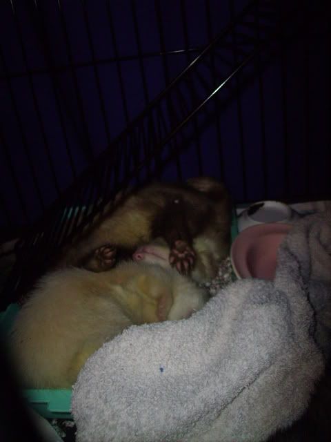 Ferrets like use their litter tray as a bed PICT0180