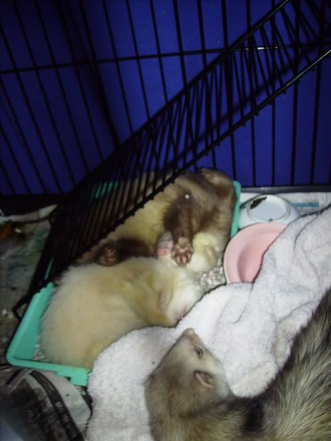 Ferrets like use their litter tray as a bed PICT0181