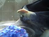 Meet Kellogs and SpecialK XD Fish010