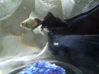 Meet Kellogs and SpecialK XD Fish019