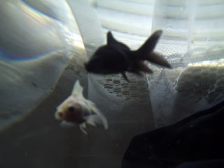 Meet Kellogs and SpecialK XD Fish022